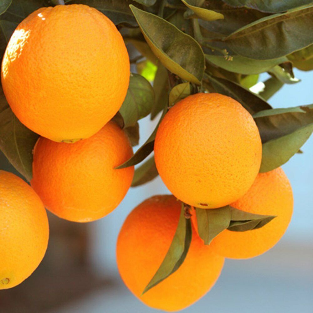 ★HPLLY LOVES LOVE★ LIME ORANGE TREE Amazon.com : Grafted Sour Orange Citrus Tree, Live Orange