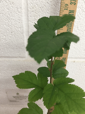 Sargent Crabapple Tree/Shrub - 12-18" Tall Live Plant - Quart Pot - Malus sargentii - The Nursery Center