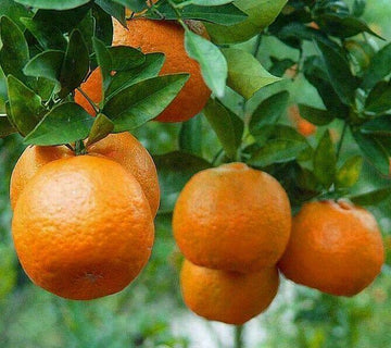 Dwarf Ponkan Mandarin/Tangerine Tree - 26-30