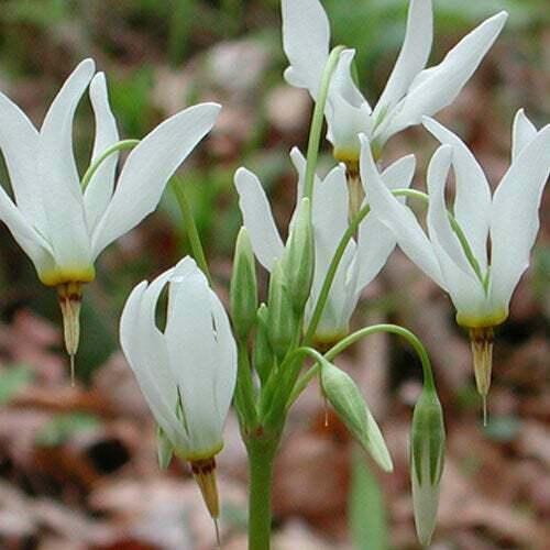 5 Eastern Shooting Star Bulb/Roots - White Perennial Flowers - Primula meadia - The Nursery Center