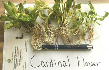 5 Red Cardinal Flower Roots/Root Systems - Lobelia cardinalis