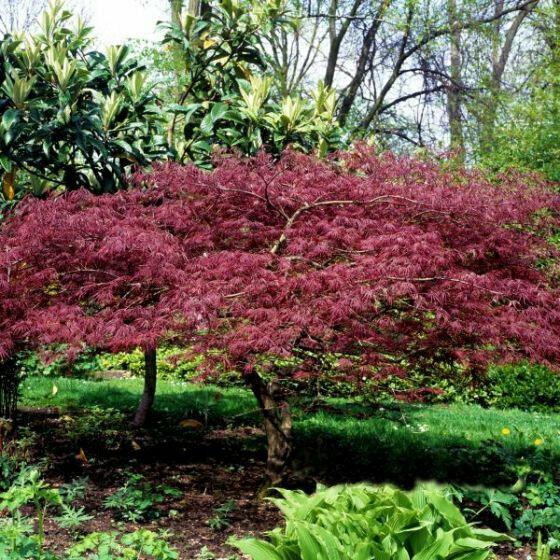 Bloodgood Japanese Maple Tree 2-3' Tall, Gallon Pot, Acer palmatum atropurpureum - The Nursery Center