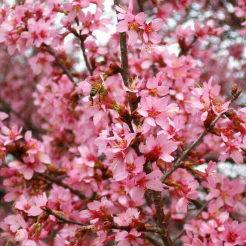 2 Okame Flowering Cherry Trees - Live Plants - 6-12