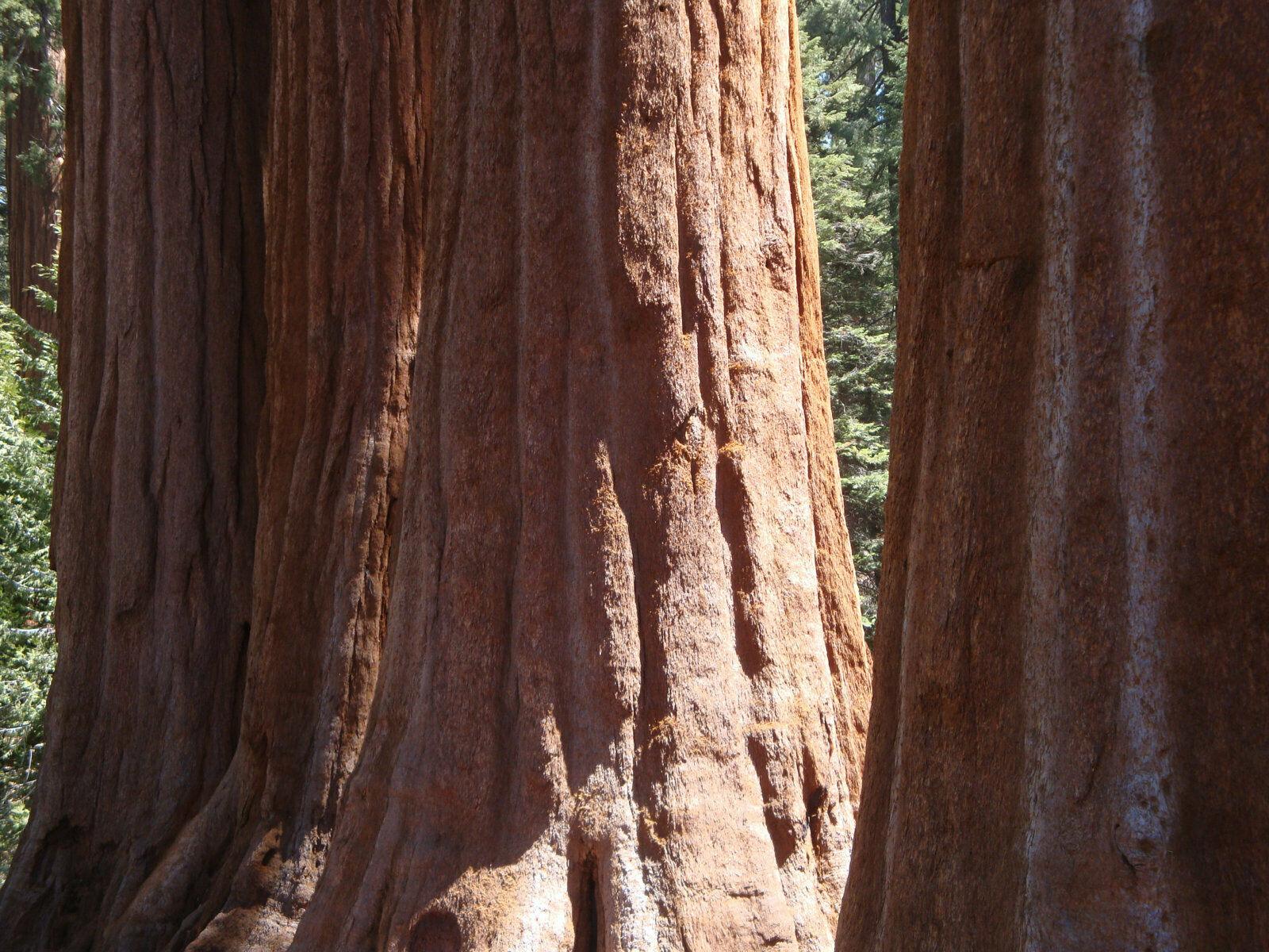 Giant Sequoia Tree - 5-10" Tall Seedling - Live Plant - Sequoiadendron giganteum - The Nursery Center
