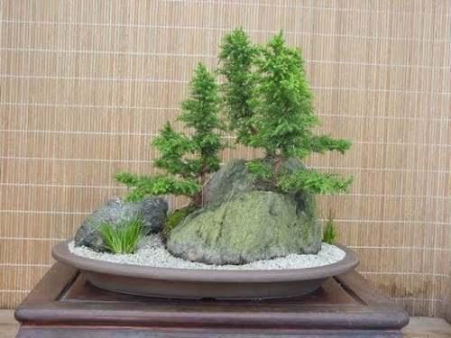Cryptomeria Yoshino Japanese Cedar Tree - 6-12" Tall - Live Plant - Quart Pot - The Nursery Center