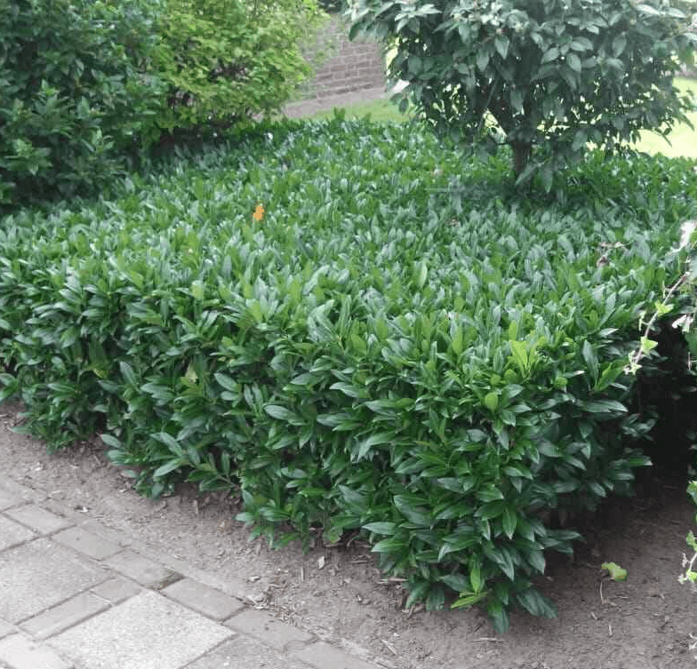 10 Otto Luyken Laurel Shrubs/Bushes/Hedges - 3-6" Tall Seedlings - Live Plants - The Nursery Center
