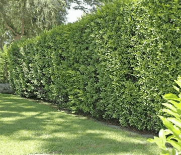5 Cherry Laurel Shrubs/Hedges/Trees - 2-3