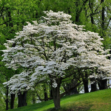 White Flowering Dogwood Tree, 10-16