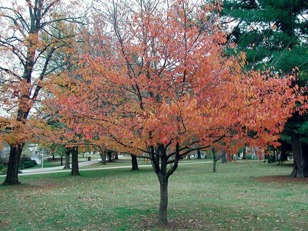 American Hornbeam Tree - 12-15" Tall Seedling - Live Plant - 4" Pot - Carpinus caroliniana - The Nursery Center