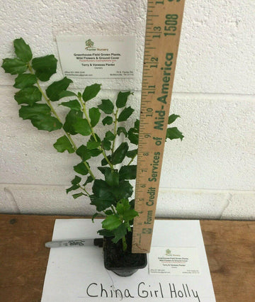 2 China Girl Holly Shrubs - Live Potted Plants - 6-12