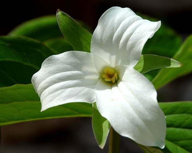 20 White Trillium Bulbs, Bare Root, Wood Lily Wild Flower, Trillium graniflorium - The Nursery Center