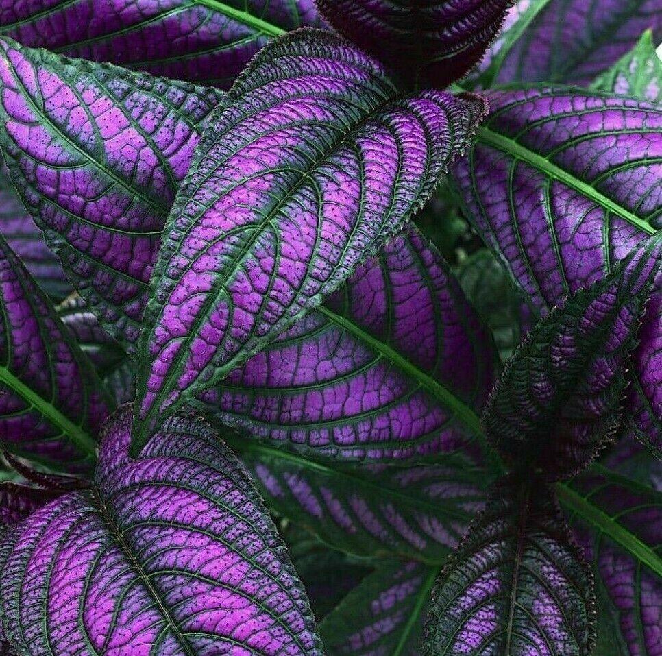 2 Royal Purple Persian Shield Plants - Live Seedlings - Strobilanthes  dyerianus