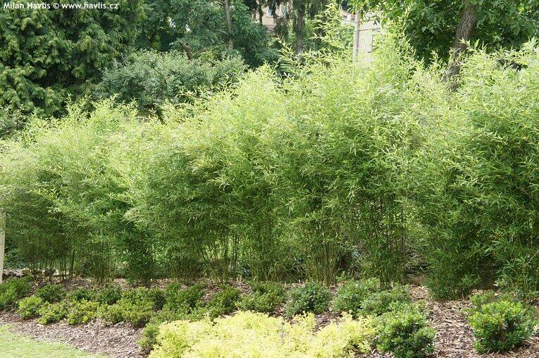 David Bisset Bamboo - 1 Gallon Size Live Plant, Hardy - (Phyllostachys Bissetii) - The Nursery Center