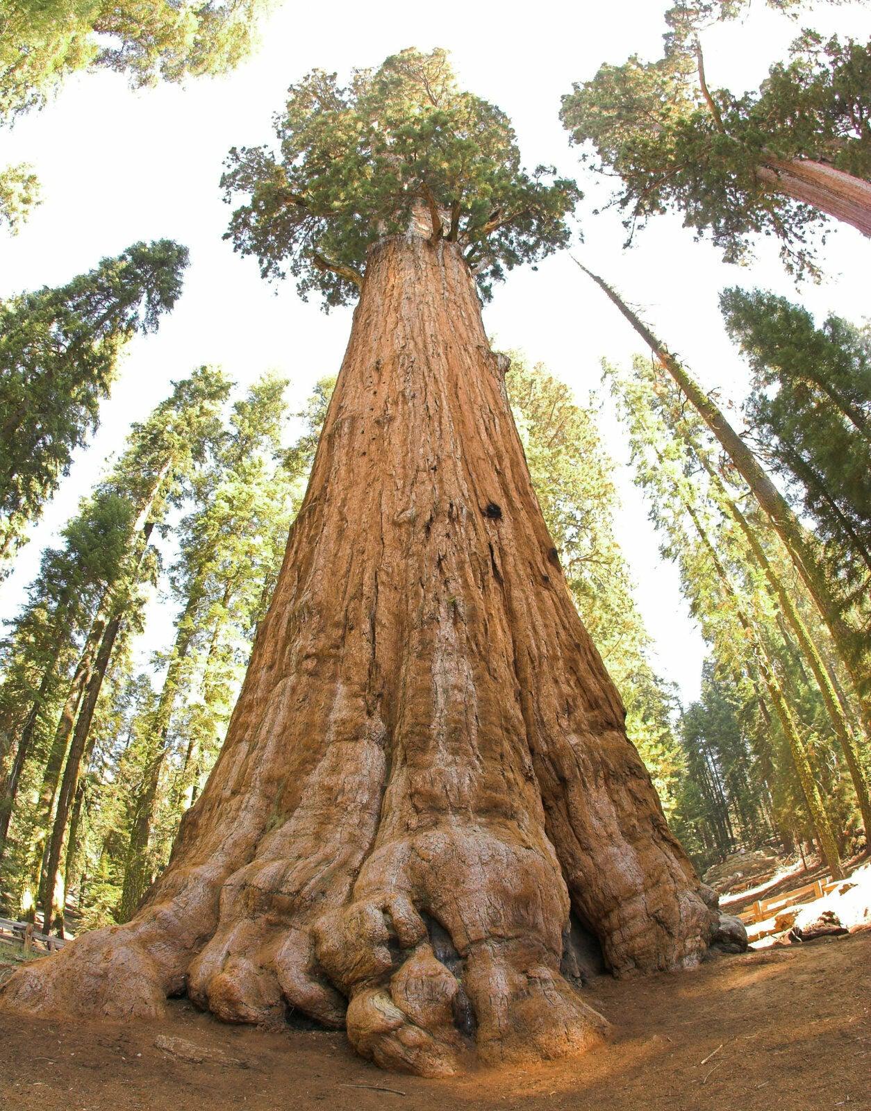Giant Sequoia Tree - 5-10" Tall Seedling - Live Plant - Sequoiadendron giganteum - The Nursery Center