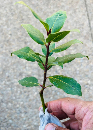 Bay Leaf Tree - 5-6