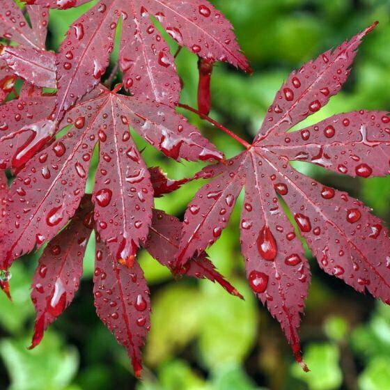 Bloodgood Japanese Maple Tree 2-3' Tall, Gallon Pot, Acer palmatum atropurpureum - The Nursery Center