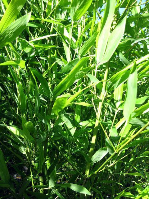 David Bisset Bamboo - 1 Gallon Size Live Plant, Hardy - (Phyllostachys Bissetii) - The Nursery Center