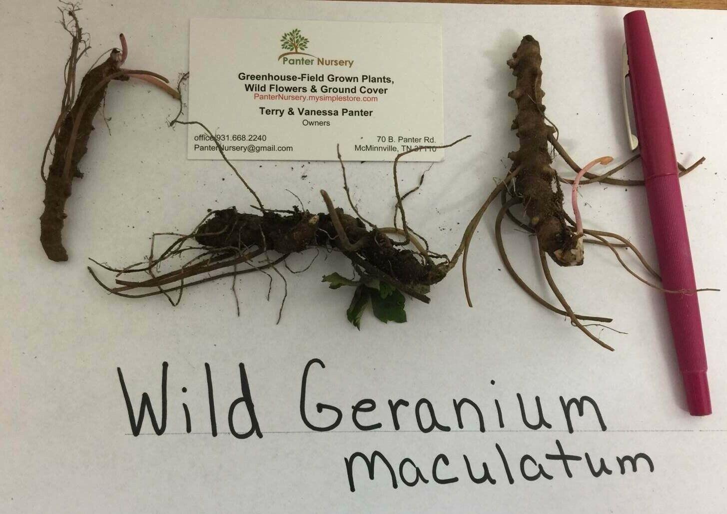 10 Wild Geranium Roots - Cranesbill/Spotted Purple Flower - Geranium maculatum - The Nursery Center