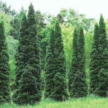 100 Thuja Green Giant Arborvitae Trees/Shrubs - 6-12
