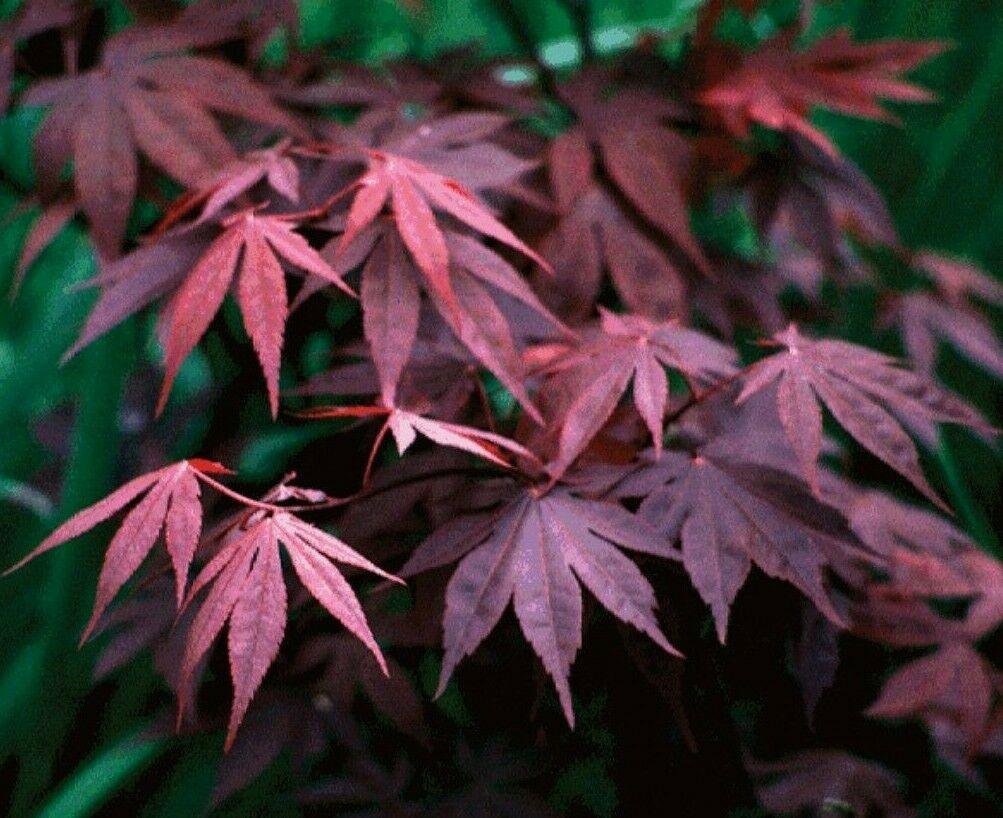 Bloodgood Japanese Maple Tree 2-3' Tall, Gallon Pot, Acer palmatum atropurpureum - The Nursery Center