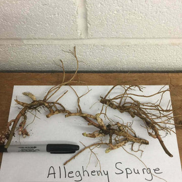 5 Allegheny Spurge Herb Roots, Mountain Spurge, Buxaceae, Pachysandra procumbens