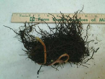 10 Hay Scented Fern Clumps of 10-12 Rhizomes - Dennstaedtia punctilobula