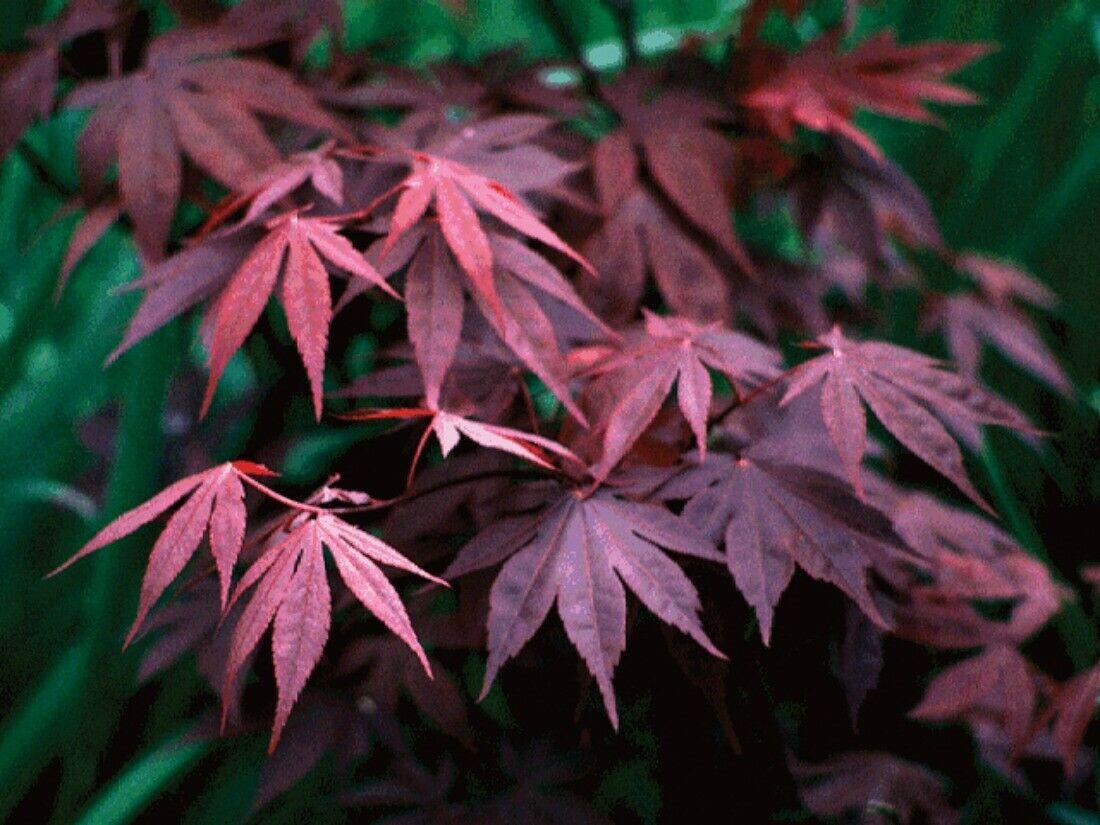 Bloodgood Japanese Maple Tree 2-3' Tall, Gallon Pot, Acer palmatum atropurpureum - The Nursery Center