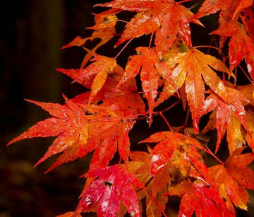 2 Autumn Blaze Maple Trees - Live Plants - 12-24