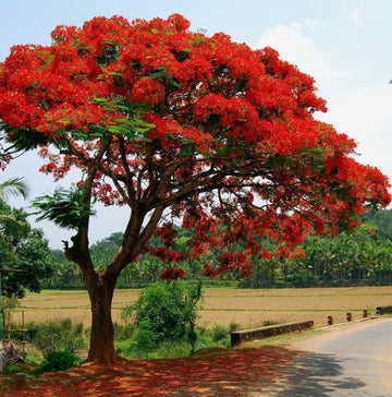 Royal Poinciana - Flamboyant - Flame Tree - 6-12