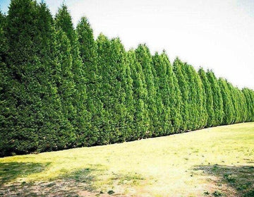 10 Leyland Cypress Trees - 8-14