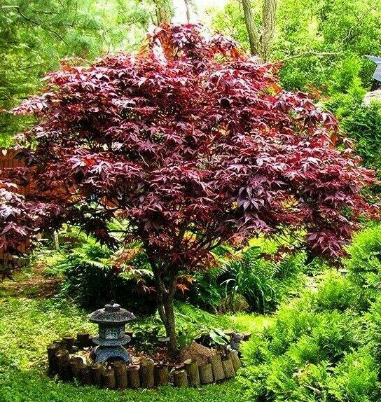 Bloodgood Japanese Maple Tree 2-3' Tall, Gallon Pot, Acer palmatum atropurpureum - The Nursery Center