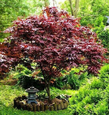 Bloodgood Japanese Maple Tree 2-3' Tall, Gallon Pot, Acer palmatum atropurpureum
