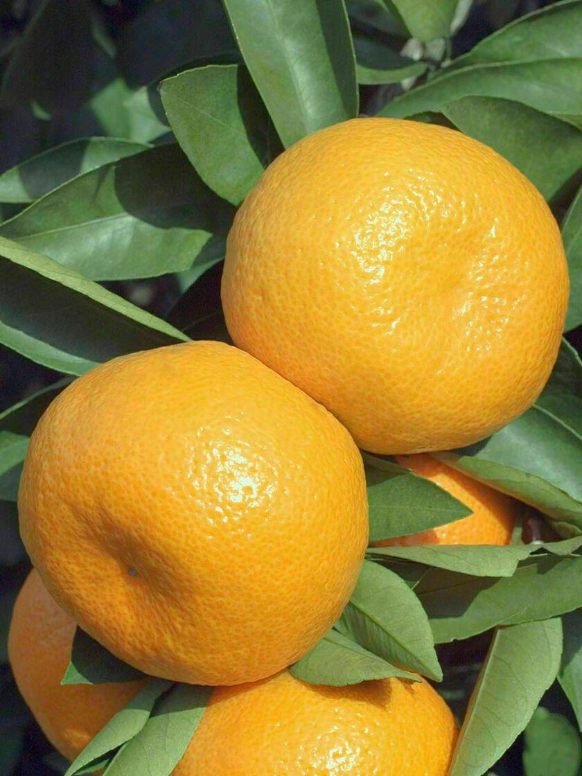 Dwarf Ponkan Mandarin/Tangerine Tree - 26-30" Tall Live Citrus Plant, Gallon Pot - The Nursery Center