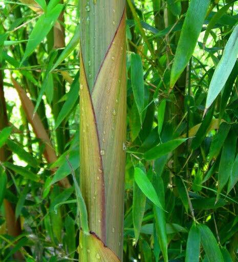 Red Margin Bamboo, 12-24" Live Plant Giant Timber - Phyllostachys rubromarginata - The Nursery Center