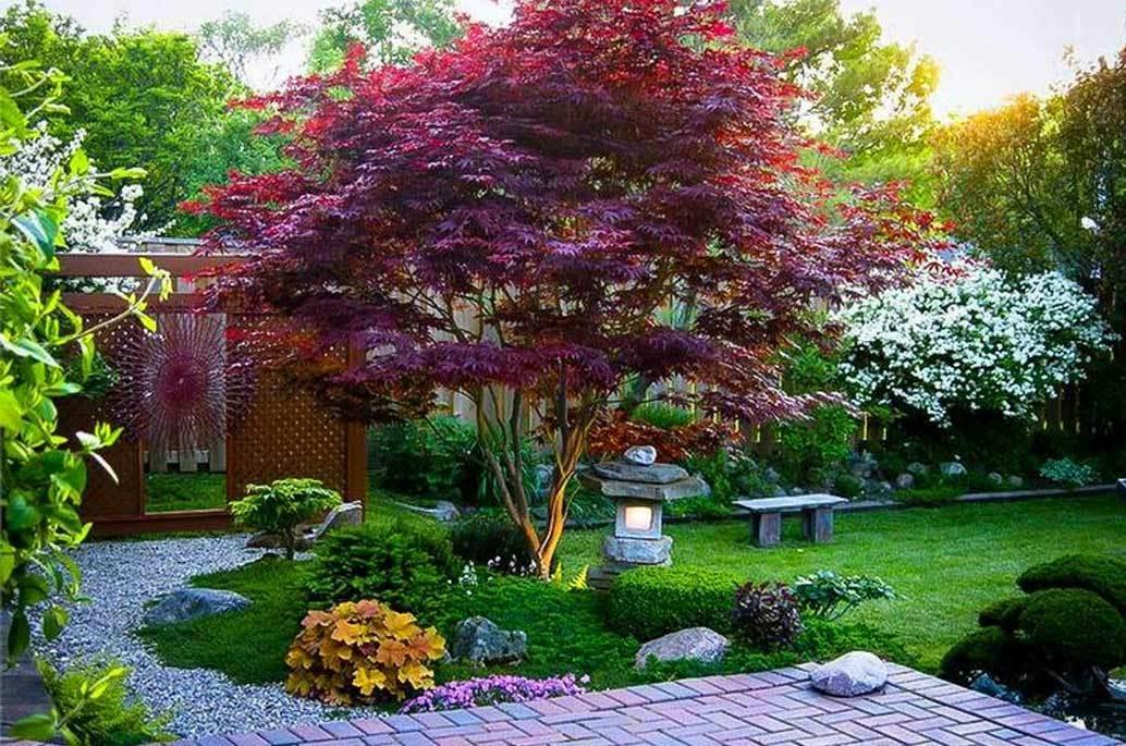 Bloodgood Japanese Maple Tree 2-3' Tall, Gallon Pot, Acer palmatum atropurpureum - The Nursery Center