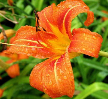 50 Orange Daylily Plants - Ditch/Tawny Day Lily Flowers - Medium Roots, Bareroot