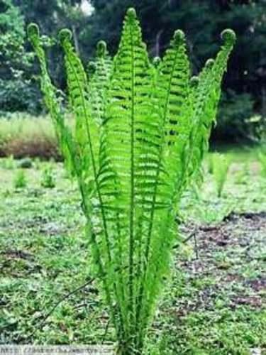 10 Tennessee Ostrich Glade Fern Rhizomes/Roots, 3-6" - Matteuccia struthiopteris - The Nursery Center