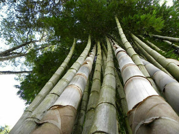 100+ Giant Bamboo 2023 Seeds - Rare - Dendrocalamus Giganteus