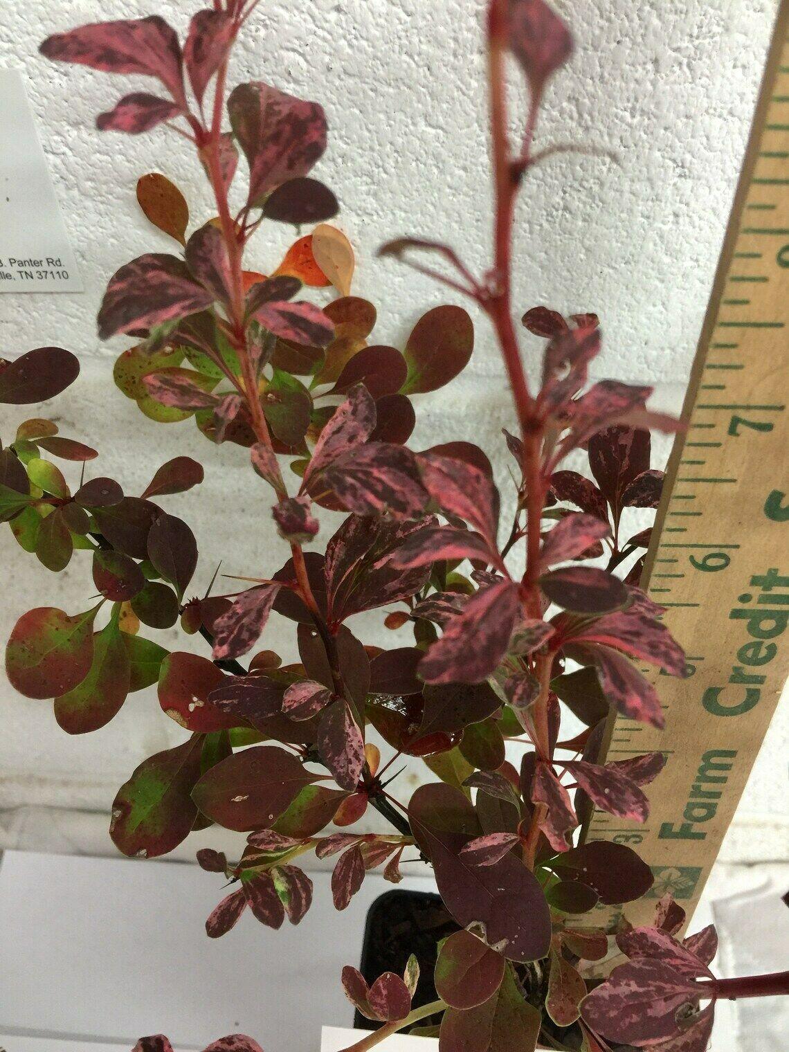 2 Rose Glow Barberry Shrubs, 6-12" Tall Live Plants, Qt Pot, Berberis thunbergii - The Nursery Center