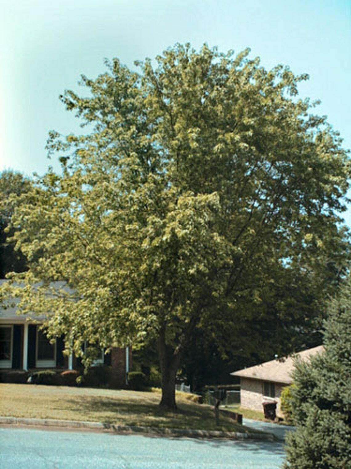 Silver Maple Tree - 12-18" Tall - Live Plant - Quart Pot - Acer Saccharinum - The Nursery Center