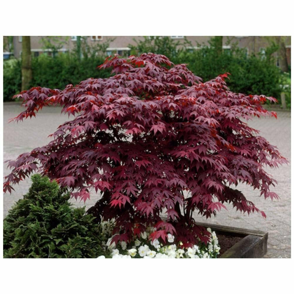 Bloodgood Japanese Maple Tree 2-3' Tall, Gallon Pot, Acer palmatum atropurpureum - The Nursery Center