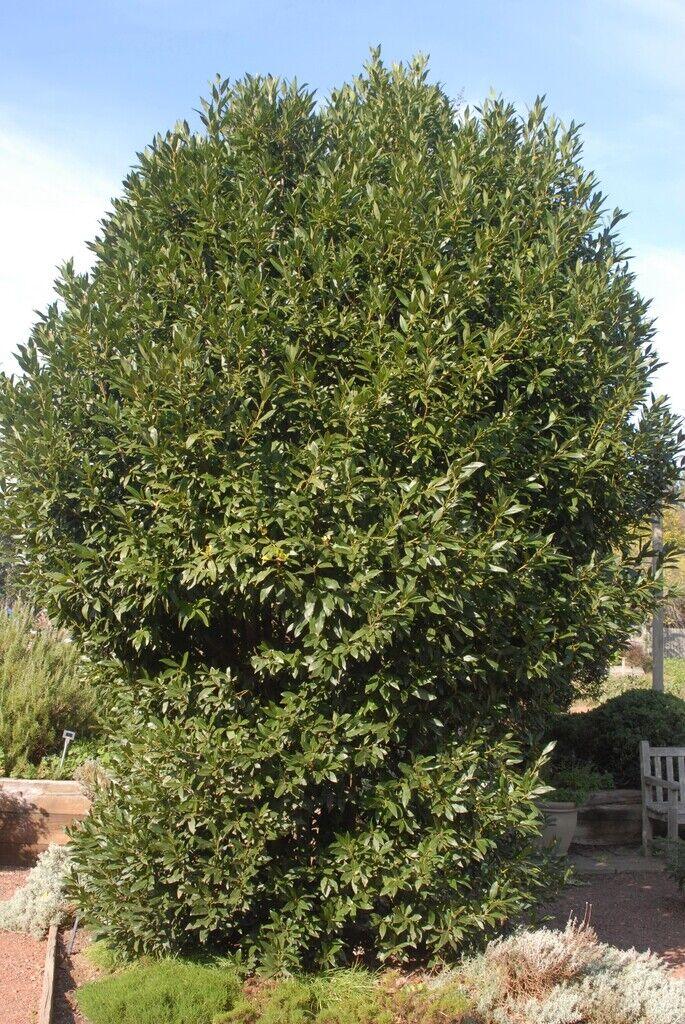 Bay Leaf Tree - 6-10" Tall Live Plant - 3" Pot - Sweet Bay, Grecian Laurel - Laurus nobilis - The Nursery Center