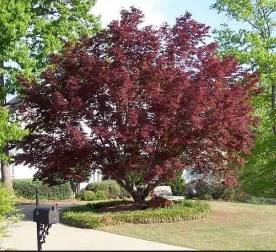 Bloodgood Japanese Maple Tree 2-3' Tall, Gallon Pot, Acer palmatum atropurpureum - The Nursery Center