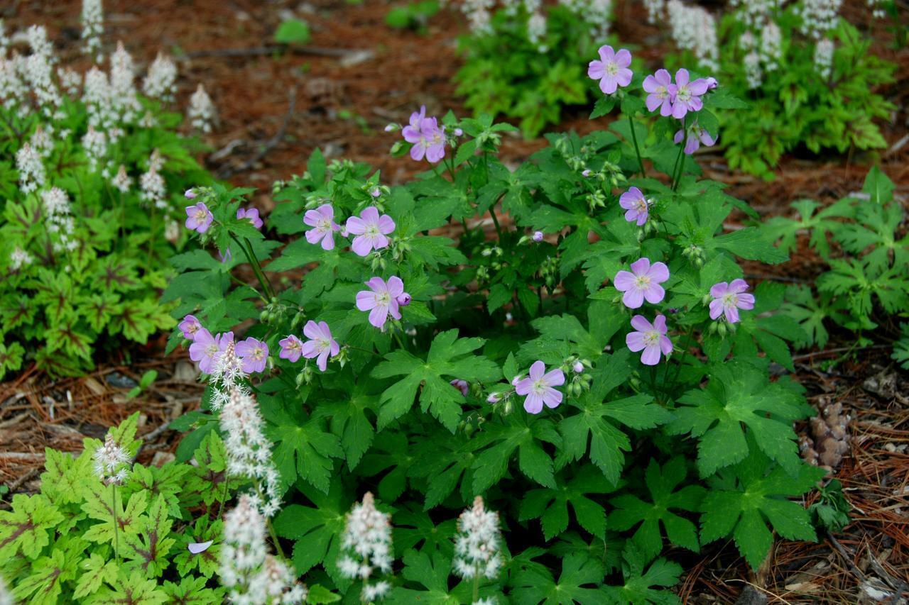 10 Wild Geranium Roots - Cranesbill/Spotted Purple Flower - Geranium maculatum - The Nursery Center