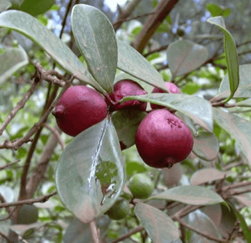 Strawberry Guava Tree/Shrub (Cattley Guava) - 6-12