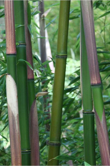 4 Red Margin Bamboo - 6-10