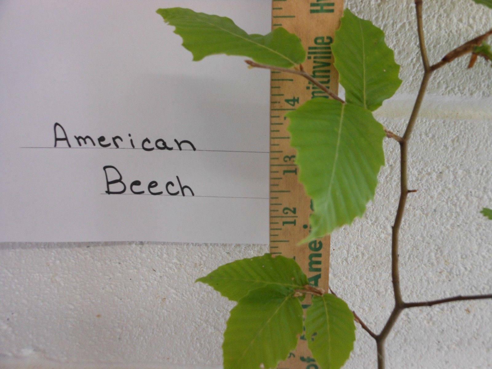 2 American Beech Trees - 6-12" Tall Seedlings - Live Plants - Quart Pots - Fagus grandifolia - The Nursery Center