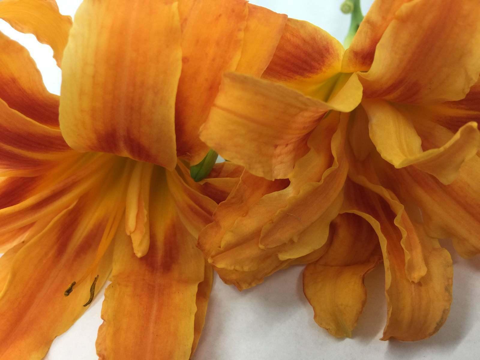 3 Double Orange Bloom Daylily Fans/Root Systems - Hemerocallis fulva 'Kwanso' - The Nursery Center
