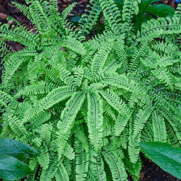 3 Maidenhair Spleenwort Fern Rhizomes/Roots, Live Plants, Asplenium trichomanes