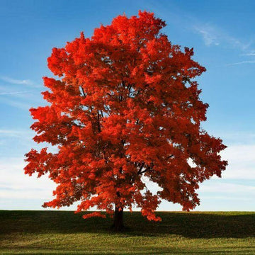 Brandywine Red Maple Tree - Live Plant - 12-24